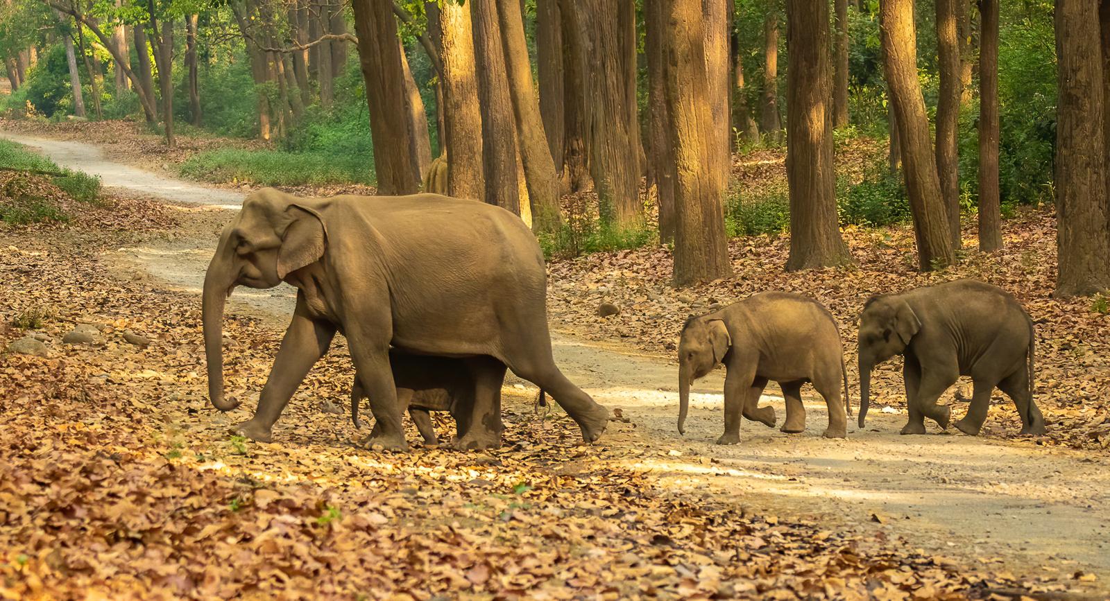 Corbett & Nainital Ranikhet Kausani Binsar