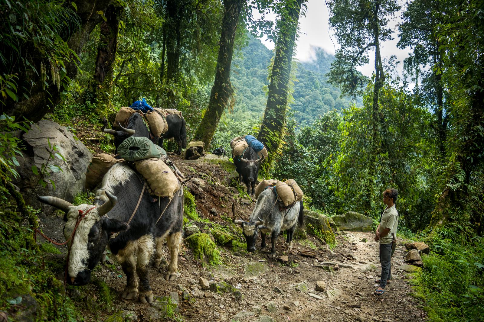 Darjeeling & Sikkim